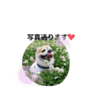 愛犬チワワのレオくん②（個別スタンプ：16）