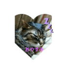 ねこ大好き大好き（個別スタンプ：1）