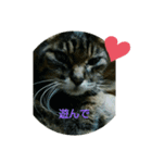 ねこ大好き大好き（個別スタンプ：2）