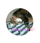 ねこ大好き大好き（個別スタンプ：3）