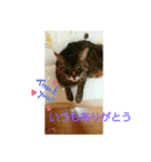 ねこ大好き大好き（個別スタンプ：4）