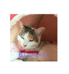 ねこ大好き大好き（個別スタンプ：5）