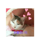 ねこ大好き大好き（個別スタンプ：6）