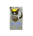 ねこ大好き大好き（個別スタンプ：8）