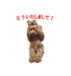 トイプードルの日常スタンプ3（個別スタンプ：4）