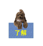 トイプードルの日常スタンプ3（個別スタンプ：6）