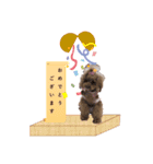トイプードルの日常スタンプ3（個別スタンプ：10）
