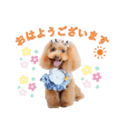 トイプードルの日常スタンプ3（個別スタンプ：14）