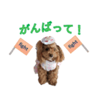 トイプードルの日常スタンプ3（個別スタンプ：16）