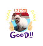 飼い猫ホープ君（個別スタンプ：1）