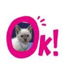飼い猫ホープ君（個別スタンプ：3）