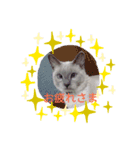 飼い猫ホープ君（個別スタンプ：4）