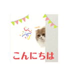 スコにゃん ライトとクゥちゃんスタンプ（個別スタンプ：1）
