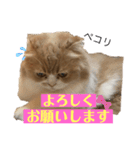 スコにゃん ライトとクゥちゃんスタンプ（個別スタンプ：5）