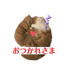 スコにゃん ライトとクゥちゃんスタンプ（個別スタンプ：6）