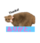 スコにゃん ライトとクゥちゃんスタンプ（個別スタンプ：7）