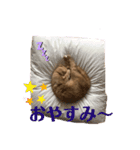 スコにゃん ライトとクゥちゃんスタンプ（個別スタンプ：8）