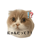 スコにゃん ライトとクゥちゃんスタンプ（個別スタンプ：9）
