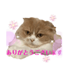 スコにゃん ライトとクゥちゃんスタンプ（個別スタンプ：12）