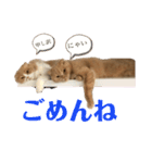 スコにゃん ライトとクゥちゃんスタンプ（個別スタンプ：14）