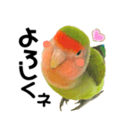 小桜インコラッキー＆マメルリハそらパート4（個別スタンプ：1）
