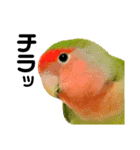 小桜インコラッキー＆マメルリハそらパート4（個別スタンプ：2）