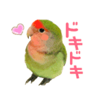 小桜インコラッキー＆マメルリハそらパート4（個別スタンプ：5）