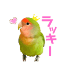 小桜インコラッキー＆マメルリハそらパート4（個別スタンプ：6）
