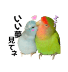 小桜インコラッキー＆マメルリハそらパート4（個別スタンプ：9）