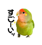 小桜インコラッキー＆マメルリハそらパート4（個別スタンプ：10）