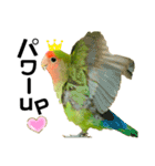 小桜インコラッキー＆マメルリハそらパート4（個別スタンプ：11）