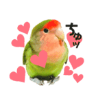小桜インコラッキー＆マメルリハそらパート4（個別スタンプ：12）