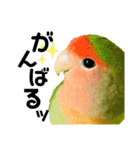 小桜インコラッキー＆マメルリハそらパート4（個別スタンプ：14）