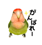 小桜インコラッキー＆マメルリハそらパート4（個別スタンプ：15）