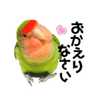 小桜インコラッキー＆マメルリハそらパート4（個別スタンプ：17）