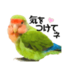 小桜インコラッキー＆マメルリハそらパート4（個別スタンプ：18）