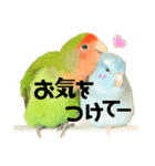 小桜インコラッキー＆マメルリハそらパート4（個別スタンプ：19）