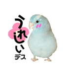小桜インコラッキー＆マメルリハそらパート4（個別スタンプ：20）