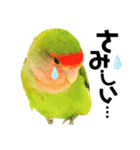 小桜インコラッキー＆マメルリハそらパート4（個別スタンプ：21）