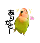 小桜インコラッキー＆マメルリハそらパート4（個別スタンプ：22）