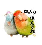 小桜インコラッキー＆マメルリハそらパート4（個別スタンプ：24）