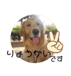 ゴールデンレトリバー(アリエス)①@hana（個別スタンプ：1）