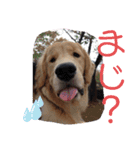 ゴールデンレトリバー(アリエス)①@hana（個別スタンプ：17）