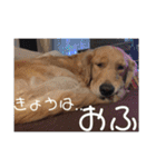ゴールデンレトリバー(アリエス)①@hana（個別スタンプ：21）