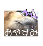 ゴールデンレトリバー(アリエス)①@hana（個別スタンプ：29）