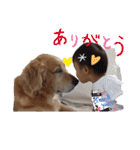 ゴールデンレトリバー(アリエス)①@hana（個別スタンプ：32）