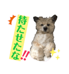 雑種のぺけwith仲間たち❸（個別スタンプ：1）