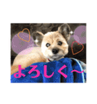 雑種のぺけwith仲間たち❸（個別スタンプ：2）