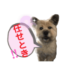 雑種のぺけwith仲間たち❸（個別スタンプ：3）