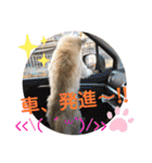 雑種のぺけwith仲間たち❸（個別スタンプ：7）